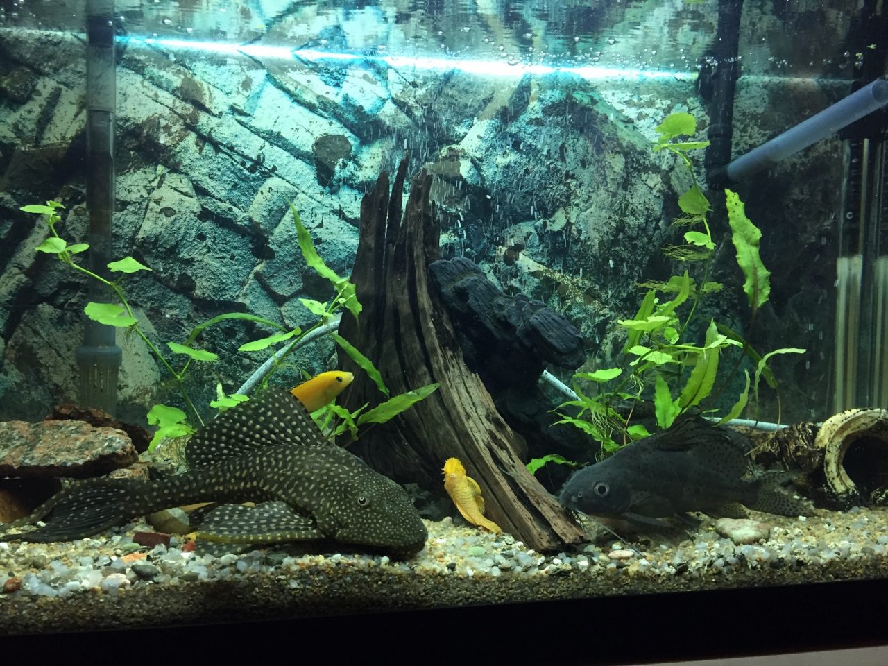 Aquarieninstallation Wien