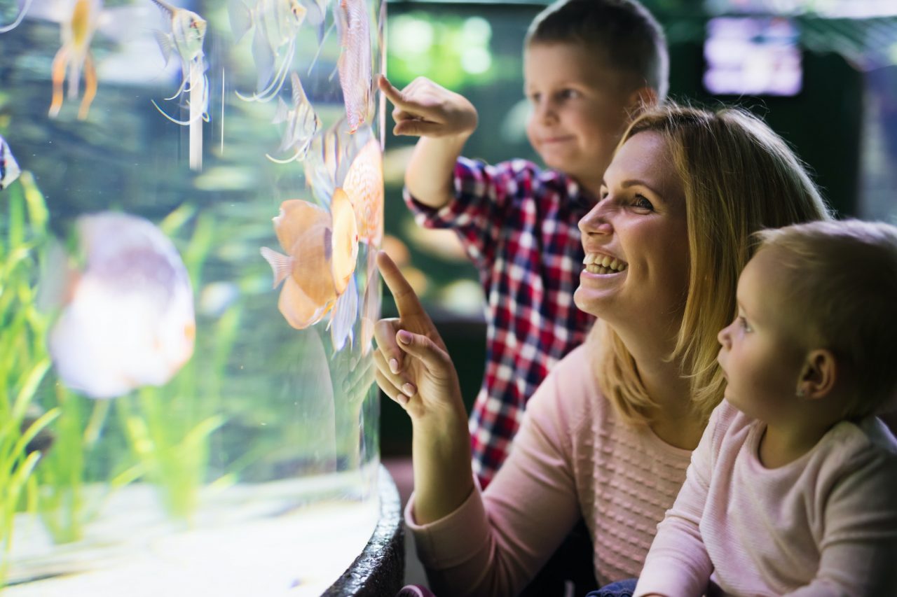 Aquarienservice, der Kinder und Erwachsene begeistert