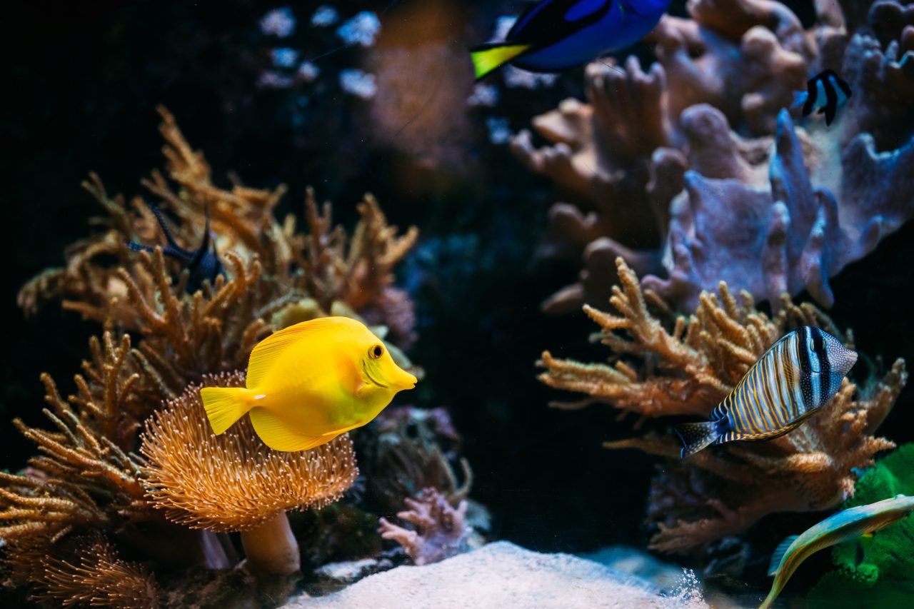 Aquarienbetreuung vor Ort