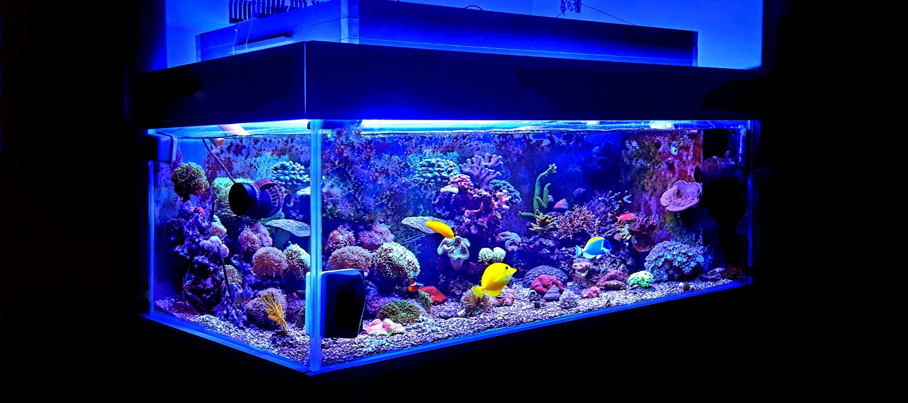 Aquarium buchen