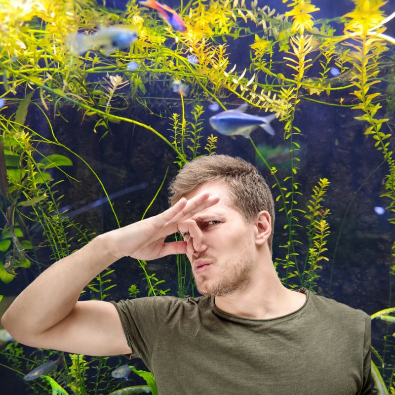 Unangenehme Gerüche Aquarium