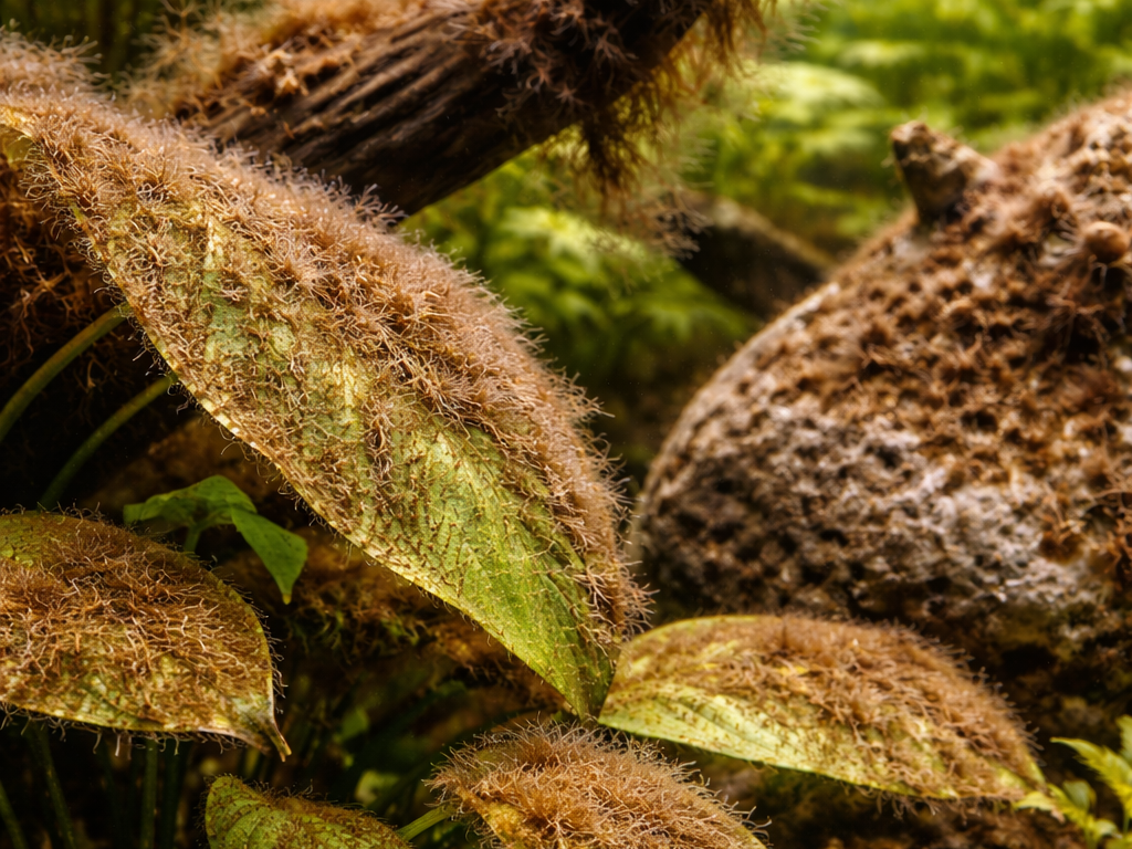 braunalgen im Aquarium beseitigen