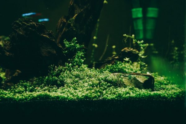 Händler für Aquarium in Wien