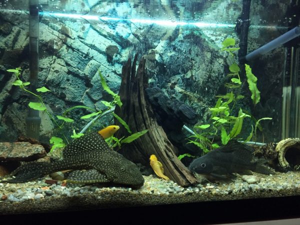 Wasseranalyse Aquarium