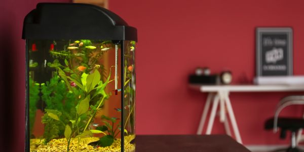 Aquarien Pflege Wien