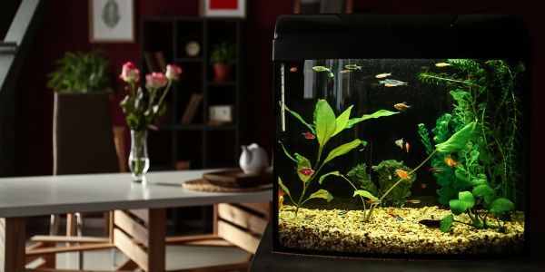 Aquarium Pflege Service