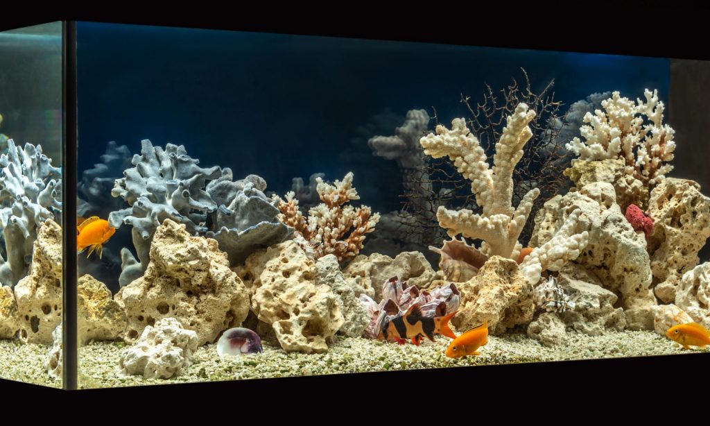 Aquarium-Buchen-Osterreichweit